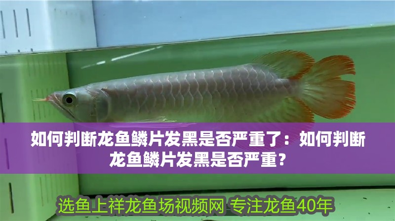 如何判斷龍魚鱗片發(fā)黑是否嚴(yán)重了：如何判斷龍魚鱗片發(fā)黑是否嚴(yán)重？