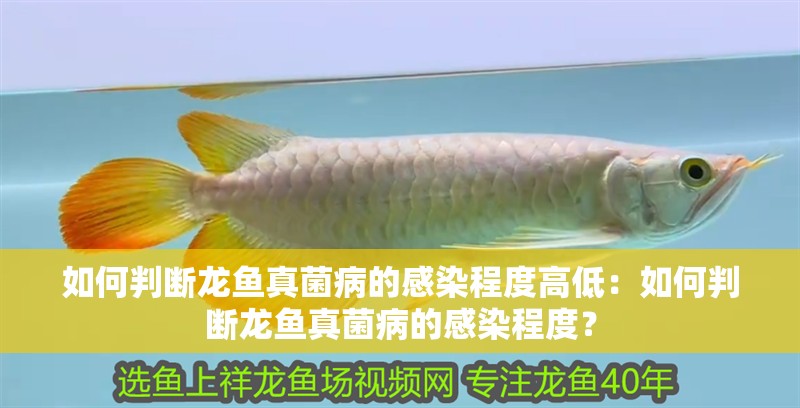 如何判斷龍魚真菌病的感染程度高低：如何判斷龍魚真菌病的感染程度？