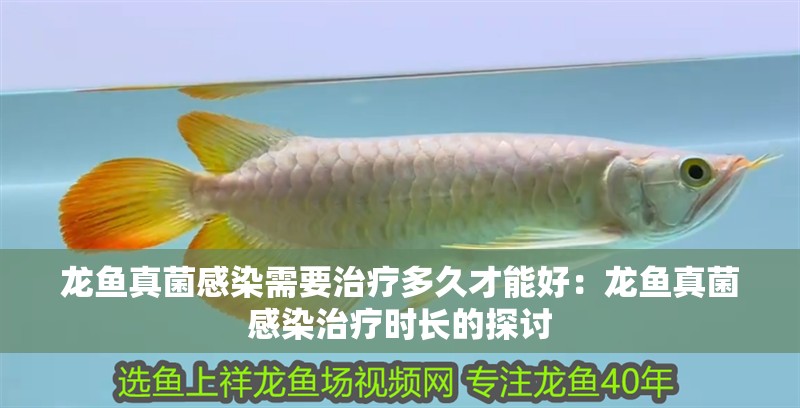 龍魚真菌感染需要治療多久才能好：龍魚真菌感染治療時長的探討