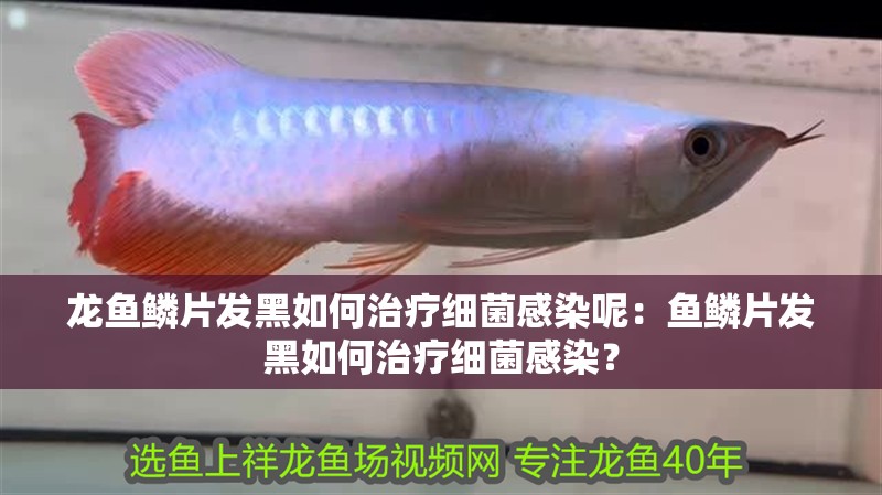 龍魚鱗片發(fā)黑如何治療細(xì)菌感染呢：魚鱗片發(fā)黑如何治療細(xì)菌感染？