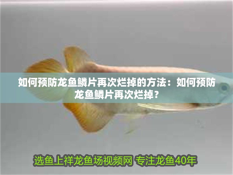 如何預(yù)防龍魚鱗片再次爛掉的方法：如何預(yù)防龍魚鱗片再次爛掉？
