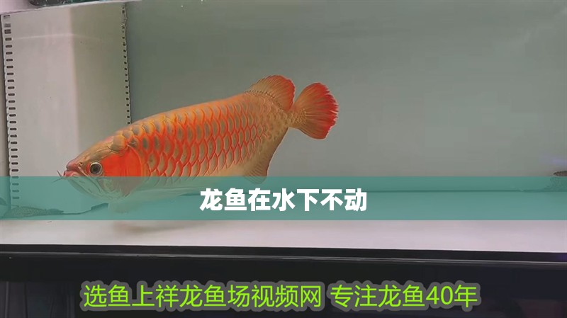 龍魚在水下不動
