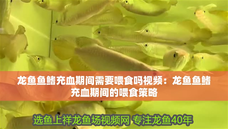 龍魚魚鰭充血期間需要喂食嗎視頻：龍魚魚鰭充血期間的喂食策略