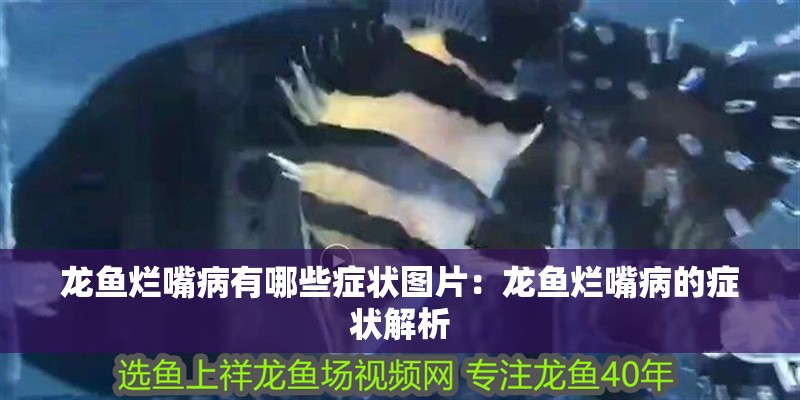 龍魚爛嘴病有哪些癥狀圖片：龍魚爛嘴病的癥狀解析