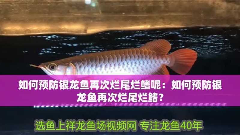 如何預防銀龍魚再次爛尾爛鰭呢：如何預防銀龍魚再次爛尾爛鰭？