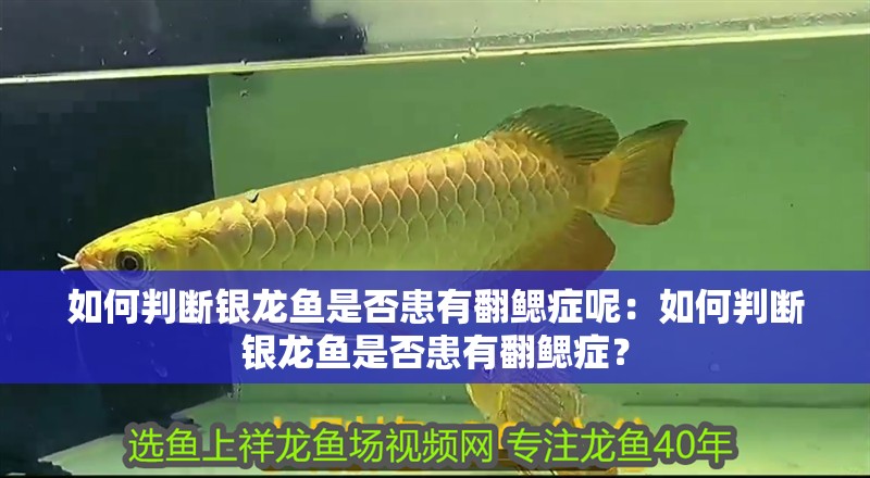 如何判斷銀龍魚是否患有翻鰓癥呢：如何判斷銀龍魚是否患有翻鰓癥？