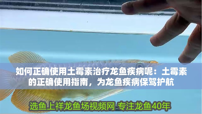 如何正確使用土霉素治療龍魚疾病呢：土霉素的正確使用指南，為龍魚疾病保駕護(hù)航