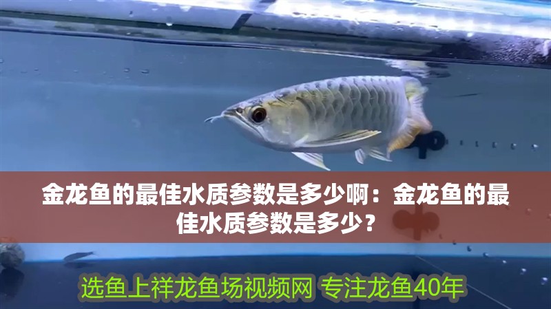 金龍魚的最佳水質參數是多少啊：金龍魚的最佳水質參數是多少？