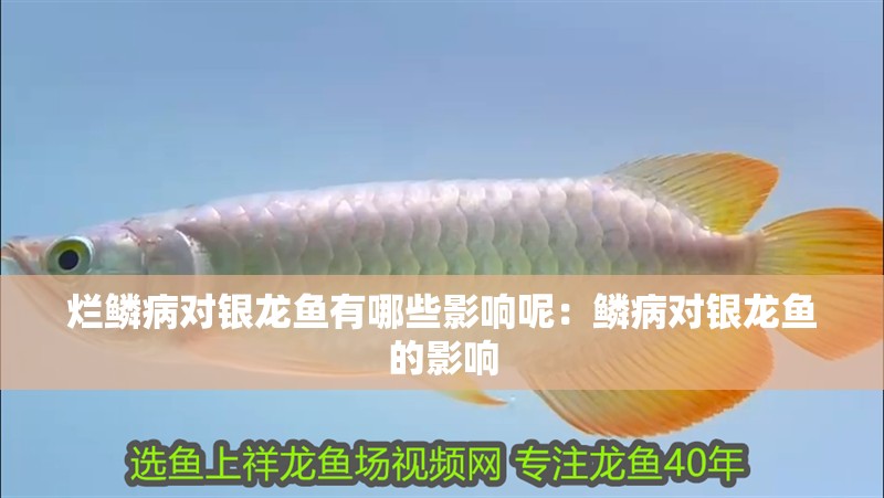 爛鱗病對銀龍魚有哪些影響呢：鱗病對銀龍魚的影響
