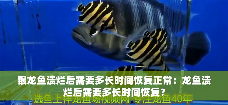 銀龍魚潰爛后需要多長時間恢復正常：龍魚潰爛后需要多長時間恢復？