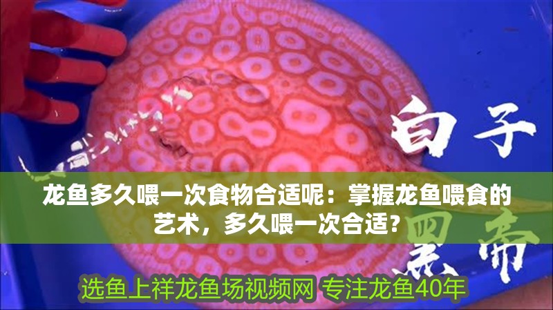 龍魚多久喂一次食物合適呢：掌握龍魚喂食的藝術(shù)，多久喂一次合適？