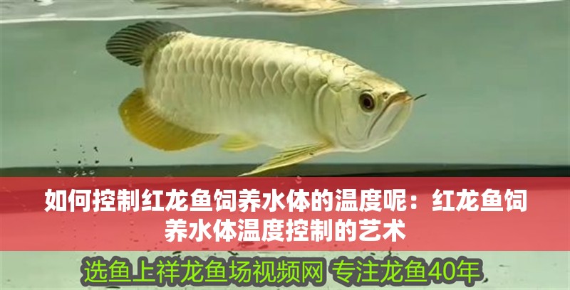 如何控制紅龍魚飼養水體的溫度呢：紅龍魚飼養水體溫度控制的藝術