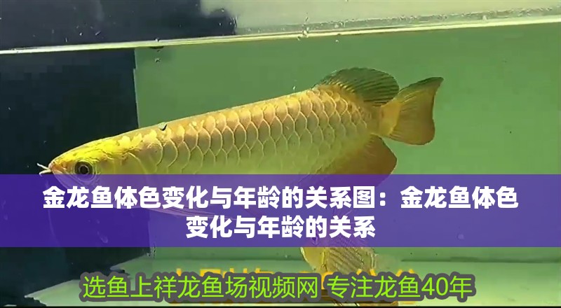 金龍魚體色變化與年齡的關系圖：金龍魚體色變化與年齡的關系