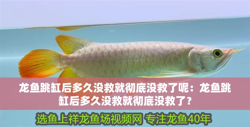 龍魚跳缸后多久沒救就徹底沒救了呢：龍魚跳缸后多久沒救就徹底沒救了？