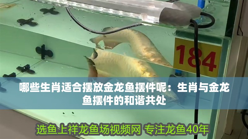 哪些生肖適合擺放金龍魚擺件呢：生肖與金龍魚擺件的和諧共處