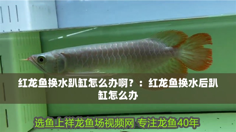 紅龍魚換水趴缸怎么辦啊？：紅龍魚換水后趴缸怎么辦