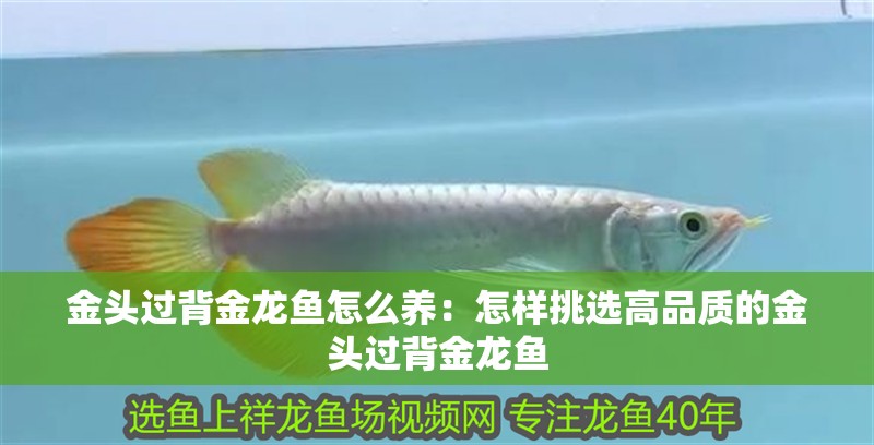 金頭過背金龍魚怎么養：怎樣挑選高品質的金頭過背金龍魚
