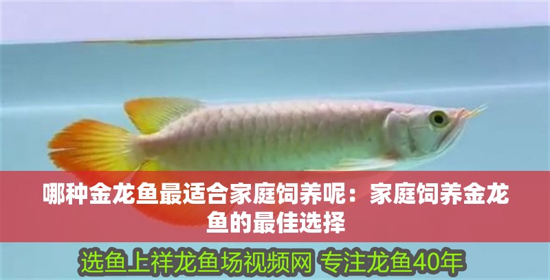 哪種金龍魚最適合家庭飼養呢：家庭飼養金龍魚的最佳選擇