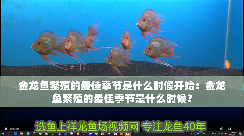 金龍魚繁殖的最佳季節是什么時候開始：金龍魚繁殖的最佳季節是什么時候？