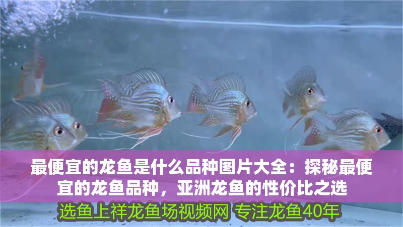 最便宜的龍魚是什么品種圖片大全：探秘最便宜的龍魚品種，亞洲龍魚的性價(jià)比之選