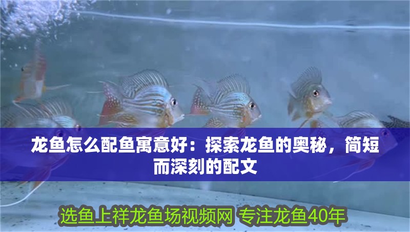 龍魚怎么配魚寓意好：探索龍魚的奧秘，簡短而深刻的配文
