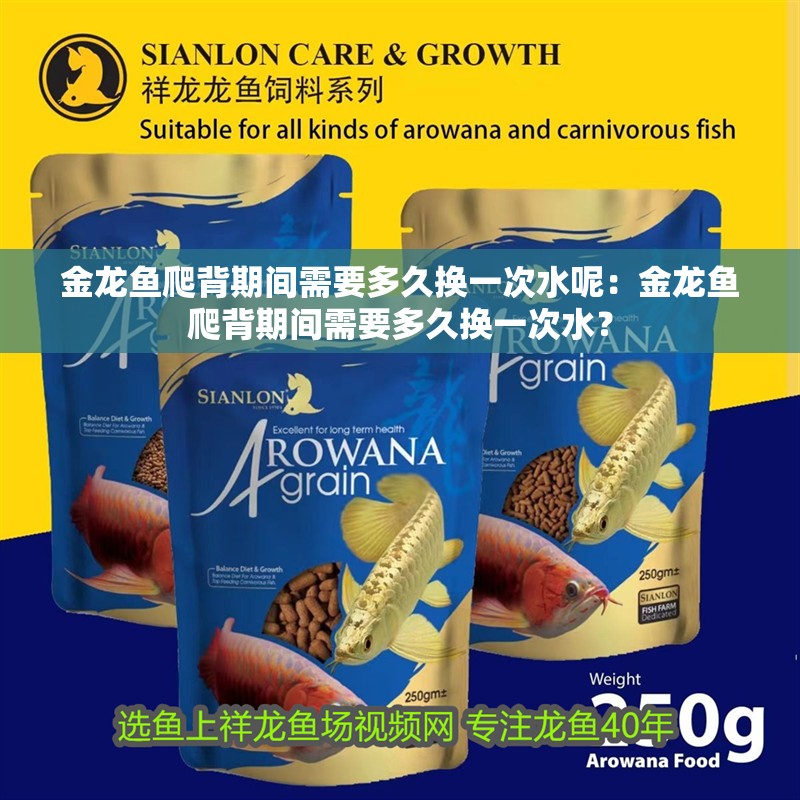 金龍魚爬背期間需要多久換一次水呢：金龍魚爬背期間需要多久換一次水？