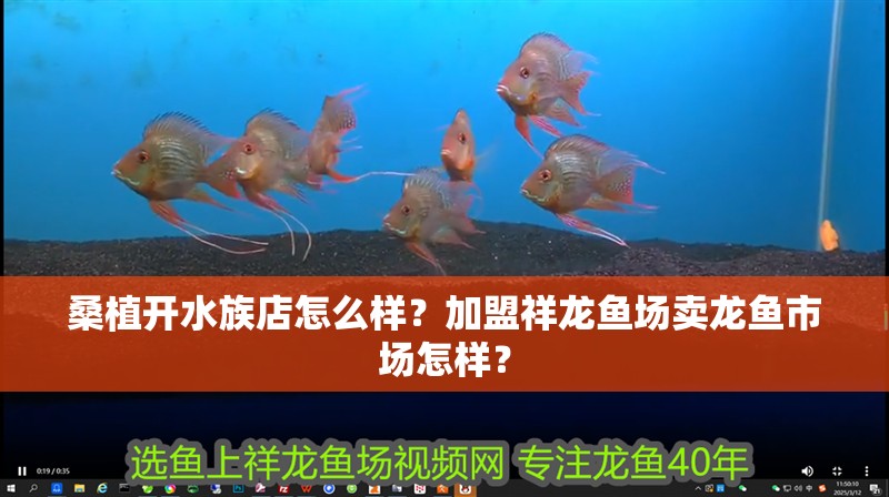 桑植開水族店怎么樣？加盟祥龍魚場賣龍魚市場怎樣？