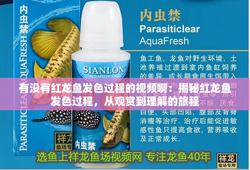 有沒有紅龍魚發(fā)色過程的視頻啊：揭秘紅龍魚發(fā)色過程，從觀賞到理解的旅程