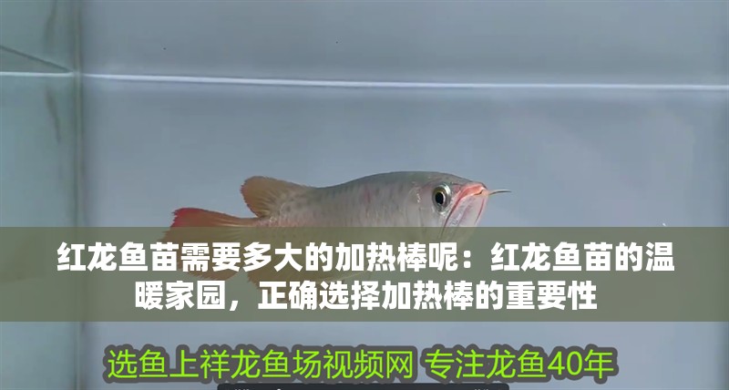 紅龍魚(yú)苗需要多大的加熱棒呢：紅龍魚(yú)苗的溫暖家園，正確選擇加熱棒的重要性