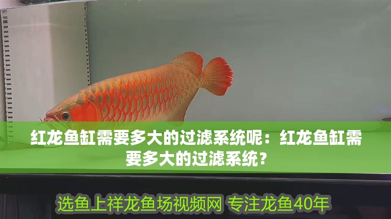紅龍魚缸需要多大的過濾系統呢：紅龍魚缸需要多大的過濾系統？