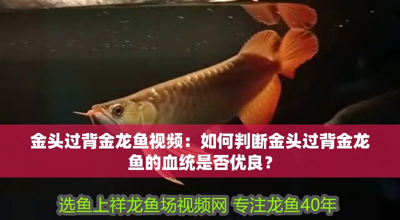 金頭過背金龍魚視頻：如何判斷金頭過背金龍魚的血統是否優良？