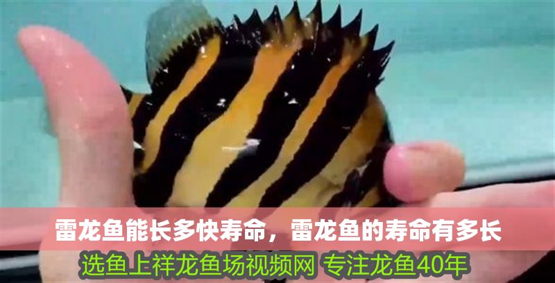 雷龍魚能長多快壽命，雷龍魚的壽命有多長