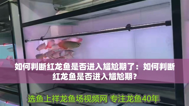 如何判斷紅龍魚是否進入尷尬期了：如何判斷紅龍魚是否進入尷尬期？
