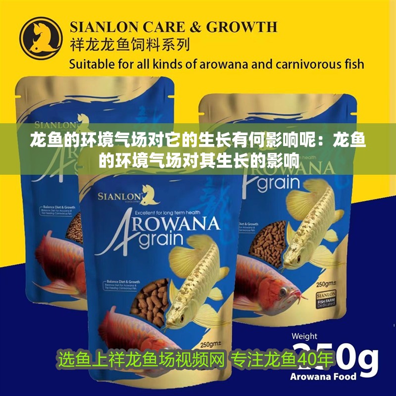 龍魚的環(huán)境氣場對它的生長有何影響呢：龍魚的環(huán)境氣場對其生長的影響