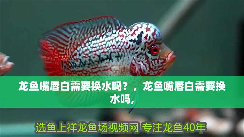 龍魚嘴唇白需要換水嗎？，龍魚嘴唇白需要換水嗎, 龍魚嘴唇白需要換水嗎？，龍魚嘴唇白需要換水嗎, 龍魚百科