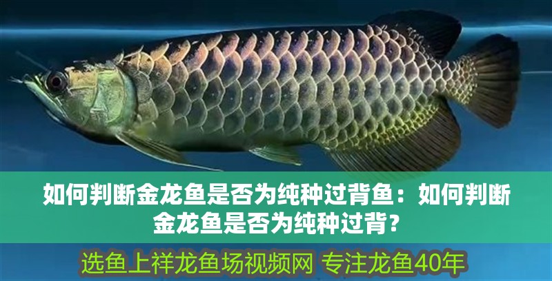 如何判斷金龍魚是否為純種過背魚：如何判斷金龍魚是否為純種過背？ 如何判斷金龍魚是否為純種過背魚：如何判斷金龍魚是否為純種過背？ 水族問答