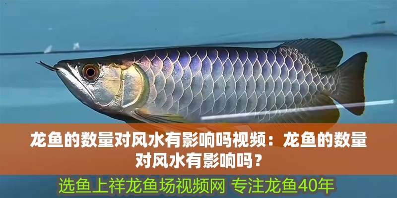 龍魚的數量對風水有影響嗎視頻：龍魚的數量對風水有影響嗎？