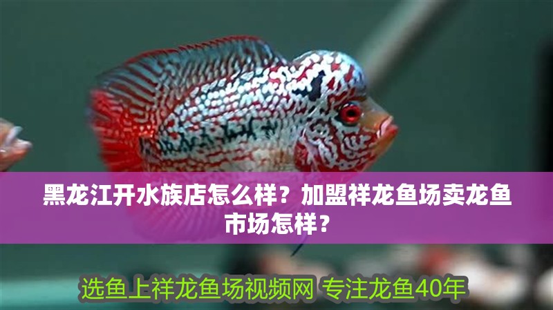 黑龍江開水族店怎么樣？加盟祥龍魚場賣龍魚市場怎樣？