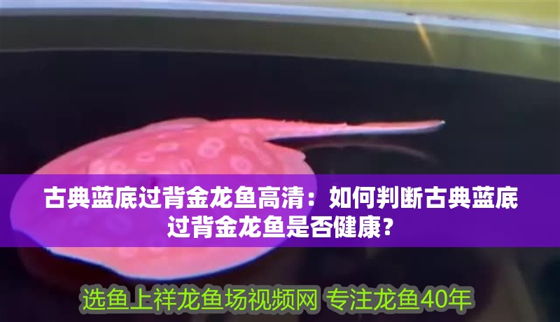 古典藍(lán)底過背金龍魚高清：如何判斷古典藍(lán)底過背金龍魚是否健康？
