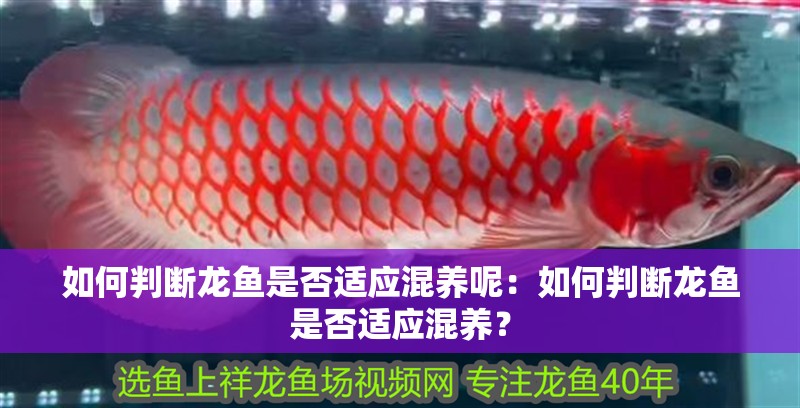 如何判斷龍魚是否適應混養呢：如何判斷龍魚是否適應混養？