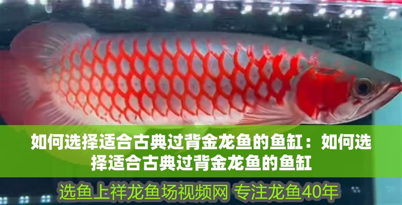 如何選擇適合古典過背金龍魚的魚缸：如何選擇適合古典過背金龍魚的魚缸 如何選擇適合古典過背金龍魚的魚缸：如何選擇適合古典過背金龍魚的魚缸 水族問答