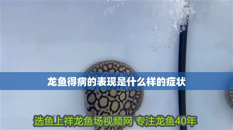 龍魚得病的表現是什么樣的癥狀