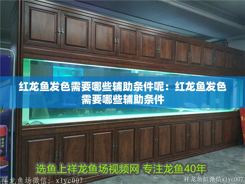 紅龍魚發色需要哪些輔助條件呢：紅龍魚發色需要哪些輔助條件