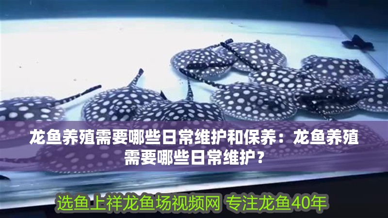龍魚養殖需要哪些日常維護和保養：龍魚養殖需要哪些日常維護？ 龍魚養殖需要哪些日常維護和保養：龍魚養殖需要哪些日常維護？ 水族問答