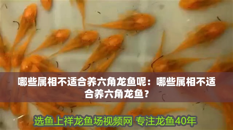 哪些屬相不適合養六角龍魚呢：哪些屬相不適合養六角龍魚？