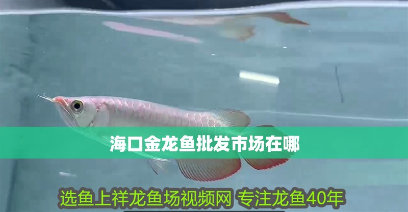 海口金龍魚批發(fā)市場(chǎng)在哪