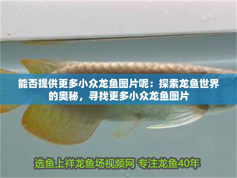 能否提供更多小眾龍魚圖片呢：探索龍魚世界的奧秘，尋找更多小眾龍魚圖片