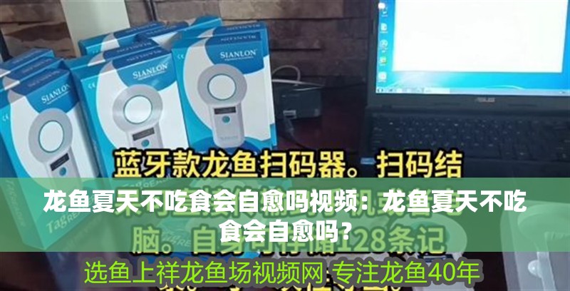 龍魚夏天不吃食會自愈嗎視頻：龍魚夏天不吃食會自愈嗎？