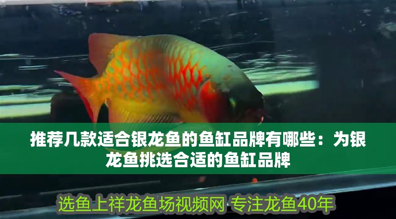 推薦幾款適合銀龍魚的魚缸品牌有哪些：為銀龍魚挑選合適的魚缸品牌