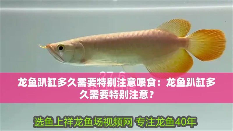 龍魚趴缸多久需要特別注意喂食：龍魚趴缸多久需要特別注意？